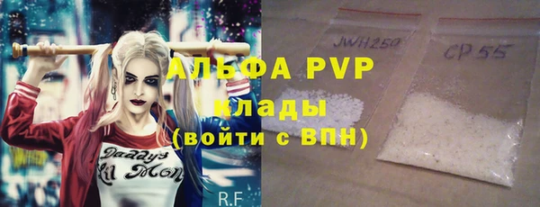 сатива Новозыбков